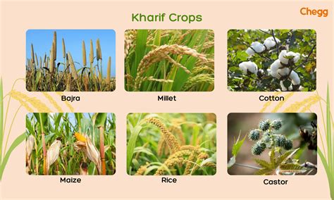 Types Of Food Crops | Types Of Crops By Use – NRRBG