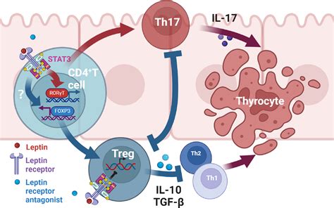 Frontiers | Leptin receptor antagonist attenuates experimental autoimmune thyroiditis in mice by ...