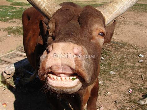 Funny Cow Porn Pictures
