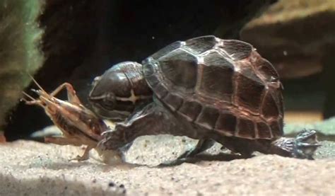 WHAT ARE CRICKETS? ARE THEY SAFE FOR PETS?