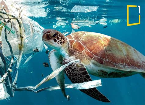 The impact of plastic pollution on marine life - One Minute Explore