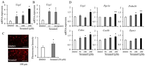 Sesamol Increases Ucp1 Expression in White Adipose Tissues and ...