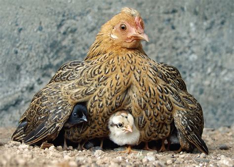 Chicken Sex-Links and the W Chromosome - Backyard Poultry