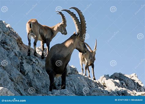 Capra ibex stock image. Image of bock, ibex, europe, alpen - 37471353
