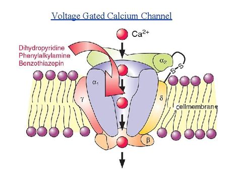 Image result for Calcium Channel Complex