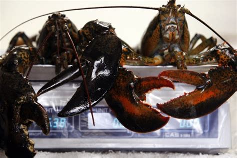 Cruelty to Crustaceans? Crabs, Lobsters May Feel Pain