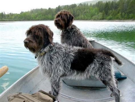 Wirehaired Pointing Griffon Dog Breed Information, Images ...