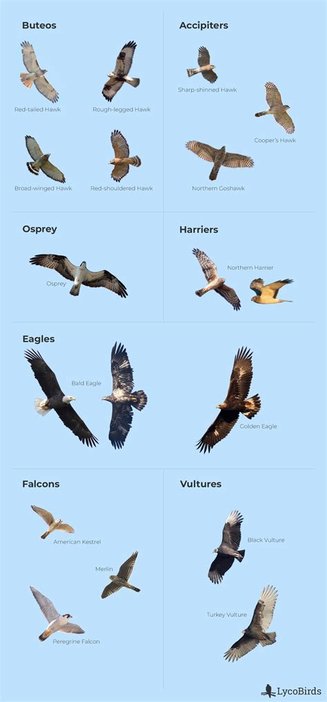 Velociraptor Height And Length