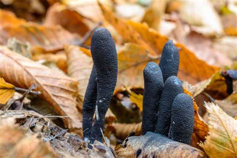 Image result for Root Rot Plum Tree