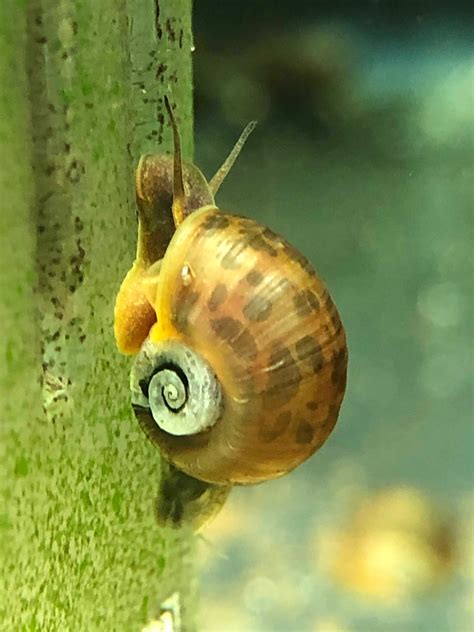 Freshwater Snails for sale