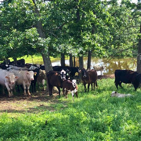 What is cud and why do cows chew it? (video) - Clover Meadows Beef