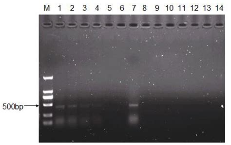 A Neonatal Murine Model for Caprine Enterovirus Infection and the Viral ...