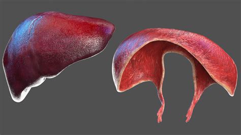 3D Full Body Kid Girl Anatomy | 3D Molier International