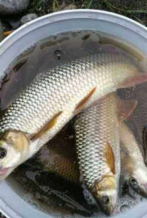 溪石斑鱼多少钱一斤（只能在溪流中生存的5种鱼） - 价格百科