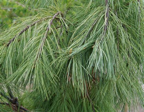 Weeping White Pine - Kiwi Nurseries