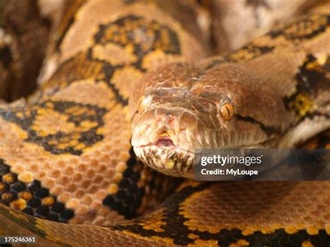 Image result for Yellow Head Reticulated Python