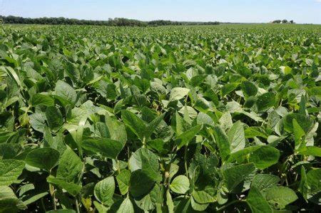 Crops 的图像结果