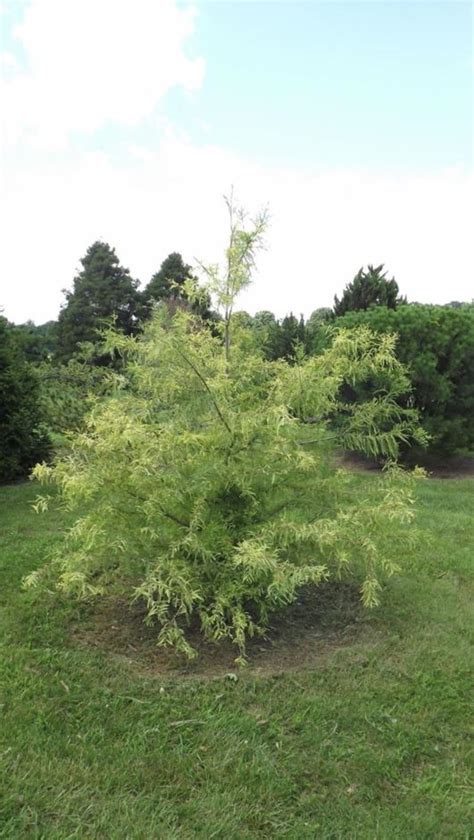 Taxodium distichum 'Peve Yellow' - Peve Yellow bald-cypress | The Dawes ...
