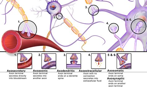 How Many Synapses In The Human Brain And Their Role In Memory