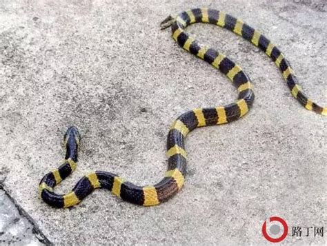 蛇的种类（中国最常见的蛇类） - 百科全说