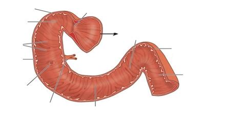 Image result for Duodenum Part