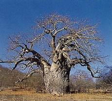 contrario di vanitoso esperienze di cooperazione italia senegal il baobab contrario di vanitoso esperienze di cooperazione italia senegal il baobab
