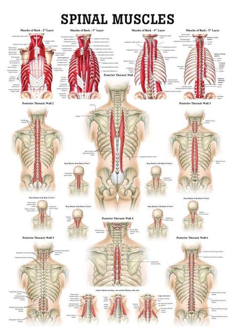 Rudiger Anatomie Muscles of the Spine Laminated Anatomy Chart | Anatomy Warehouse