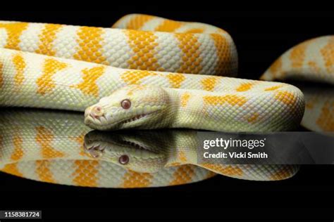 Image result for Yellow Albino Python Drawing