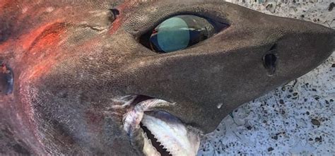 Scary Deep Sea Shark With Bizarre Features Caught In Australia