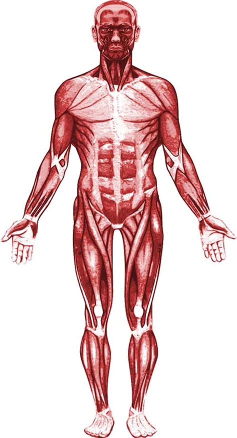 Image result for Skeletal System Muscular System