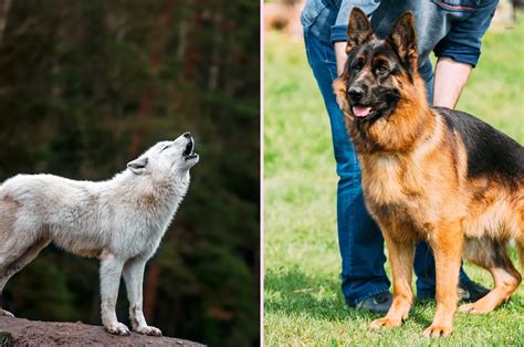 All The Differences Between Wolves And German Shepherd Dogs