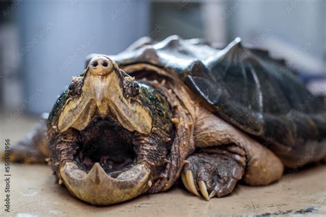 Image result for Alligator Snapping Turtle Shell Front View