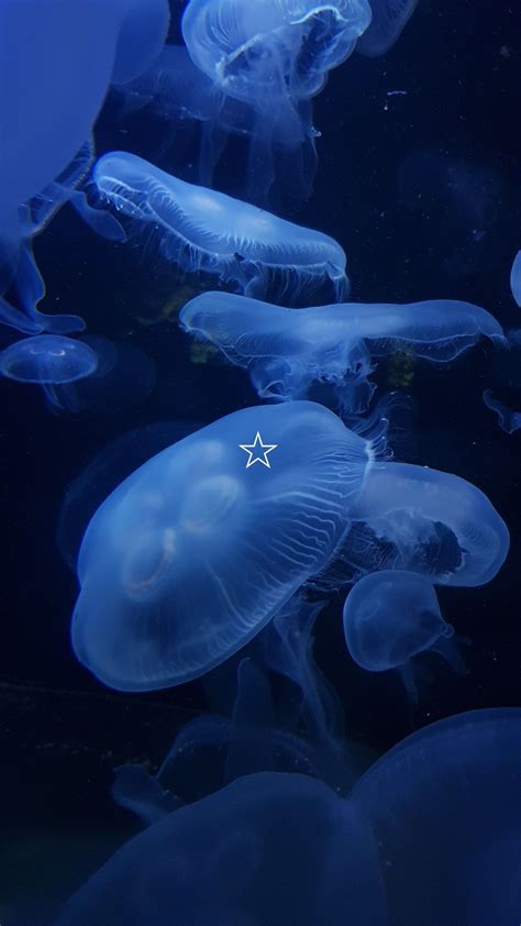 Blue Jellyfish Wallpaper