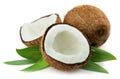 Coconut Hybridization Program 的图像结果