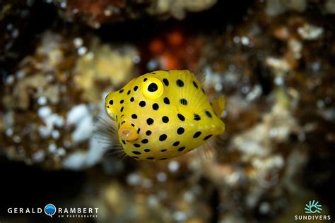 SUNDIVERS (Updated 2026) All You Need to Know BEFORE You Go (with Photos)