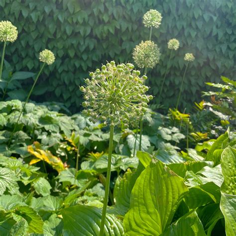 FLO London | The Garden at 120: the best free rooftop view in London