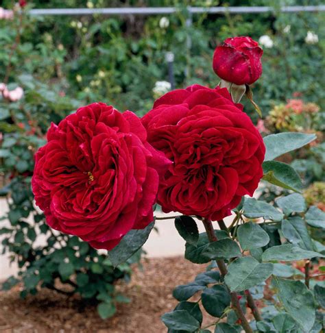 The Best Fragrant Flowers for Your Garden | Better Homes & Gardens