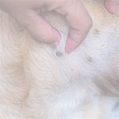 Flea Bites: 7 Natural Remedies for Flea Bites – The Hidden Cures