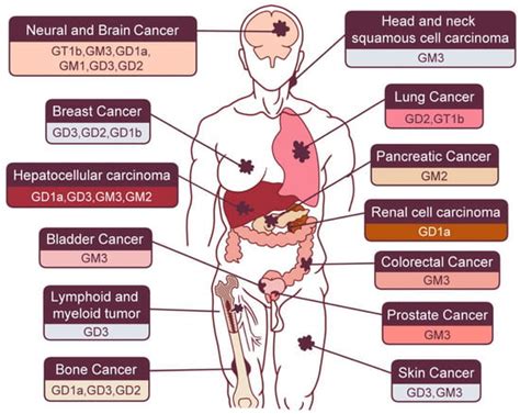 Gangliosides as Signaling Regulators in Cancer
