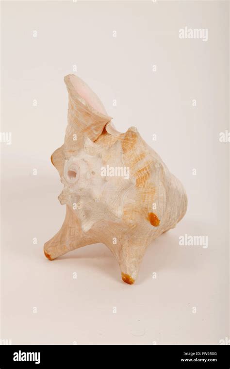 Image result for Conch Shell Soundtrack