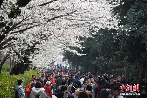 2022武汉大学樱花什么时候开花 最佳观赏时间是什么时候_旅泊网