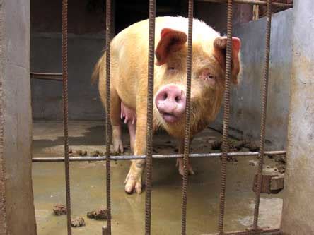 2007感动中国十大动物之案上待宰公猪嚎叫母猪闻声将持刀屠夫撞倒