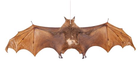 Lot 2223 - Taxidermy: A Hammer-headed Fruit Bat