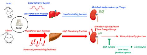 High Fructose Corn Syrup Accelerates Kidney Disease and Mortality in ...