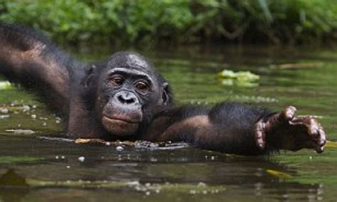 Can Gorillas Swim? - Friendly Gorillas Safaris