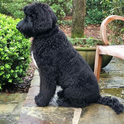 Giant Schnoodle: A Complete Guide