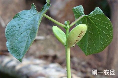 魔豆怎么种？魔豆种植方法与步骤 - 种植技术 - 第一农经网