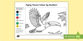 What Is a Toucan? | Rainforest Animal Teaching Wiki - Twinkl