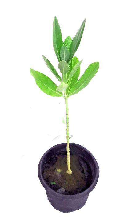 Safed, White Aak Tree, आक का पौधा - Calotropis Gigantea Medicinal Plant ...