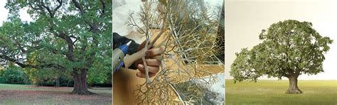 Image result for Building Model Trees